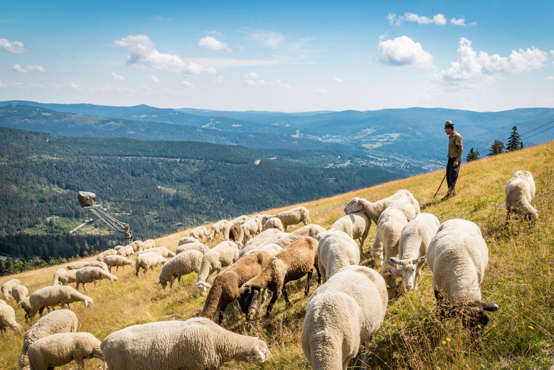 Schafe als Landschaftspfleger am Arber: Das  sichert nachhaltig die Leistungsfähigkeit des Naturhaushalts und verbessert so die Lebensräume und Lebensgemeinschaften der heimischen Tier- und Pflanzenwelt.