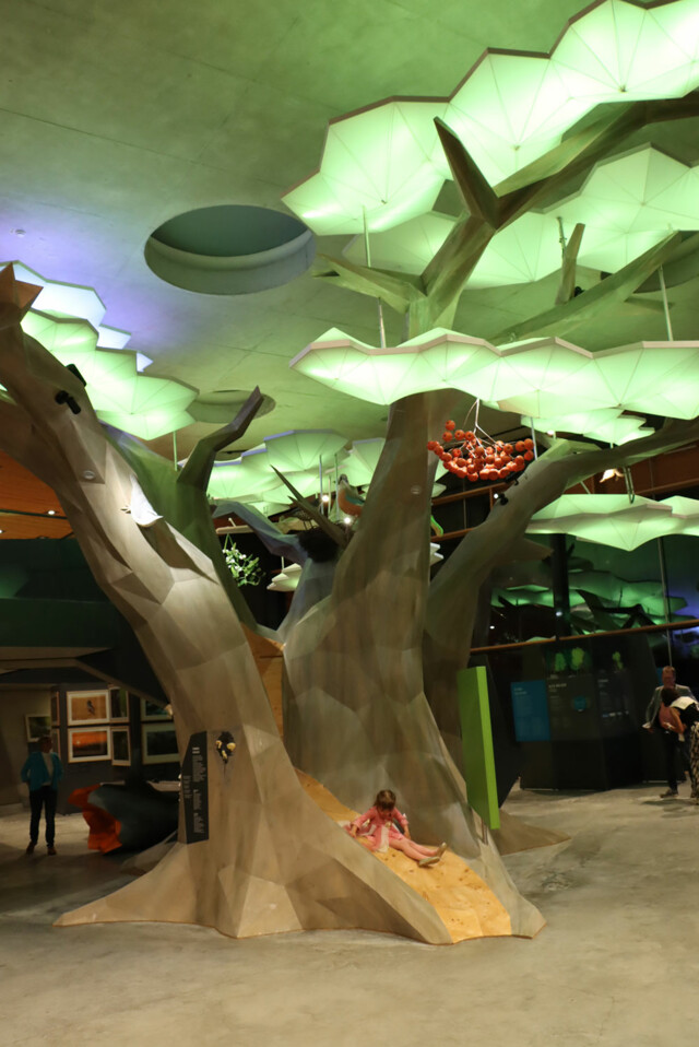 Zentrales Element der neuen Walddynamik-Dauerausstellung ist ein zweistöckiger Laubbaum, der mit LED-Technik beleuchtet wird.