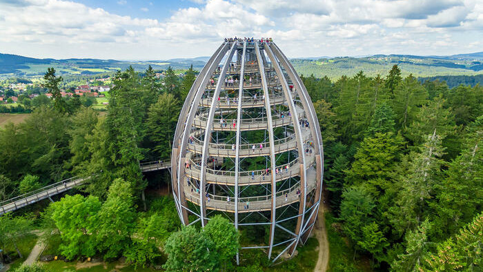 Im Inneren birgt der Turm drei Bäume und gewährleistet dadurch den Besuchern einen Einblick in die Waldentwicklung