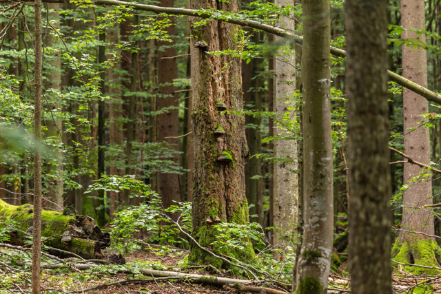 Durch wilde Wälder führt die Wandertour vom 25. Bis 28. August.