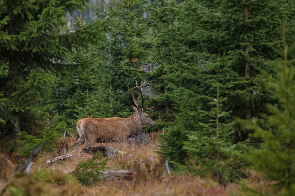 Der Rothirsch sorgt im Herbst oft für ganz besondere Klänge im Nationalpark-Wald.