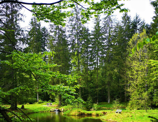 Idyllisch liegt der Schwellweiher im Wald bei Brandten.