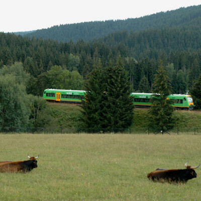 Waldbahn beim Tierfreigelände in Ludwigsthal im ArberLand Bayerischer Wald.