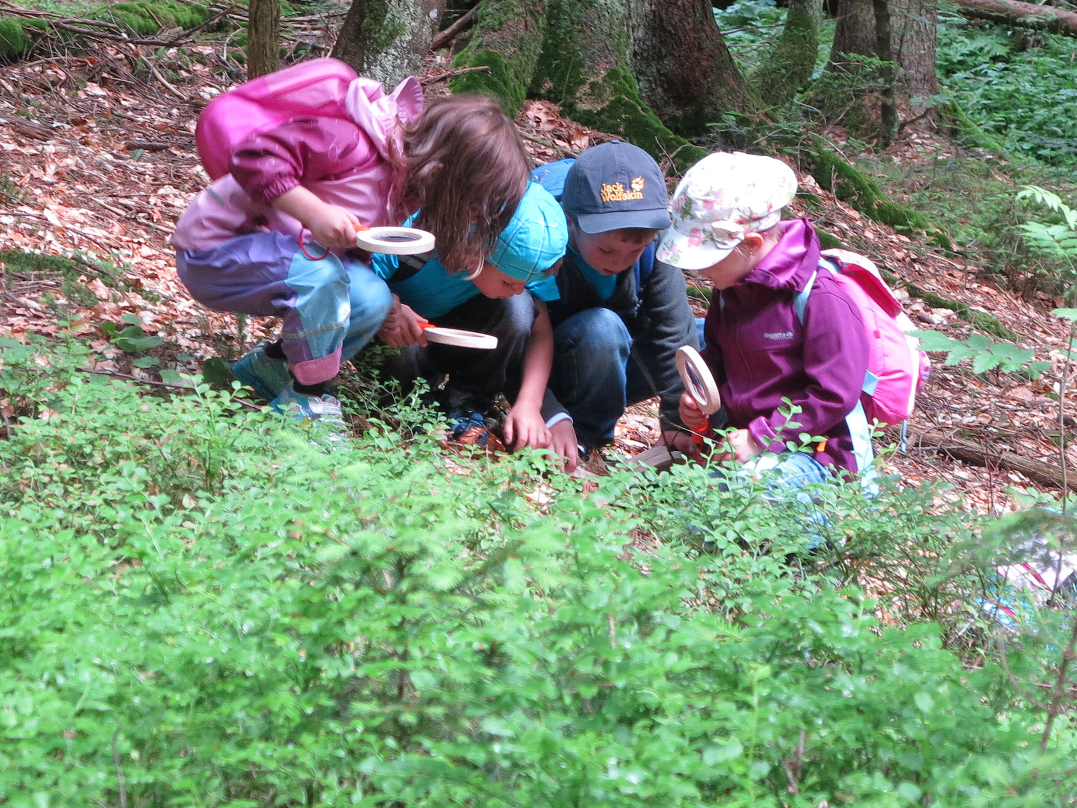 Den Wald mit allen Sinnen spüren können die Kinder beim Programm des Nationalparks in den Pfingstferien