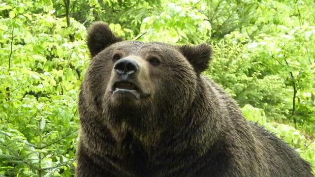 Im nahen Tierfreigelände im Nationalpark Bayerischer Wald können Sie Bären und andere heimische Tiere beobachten