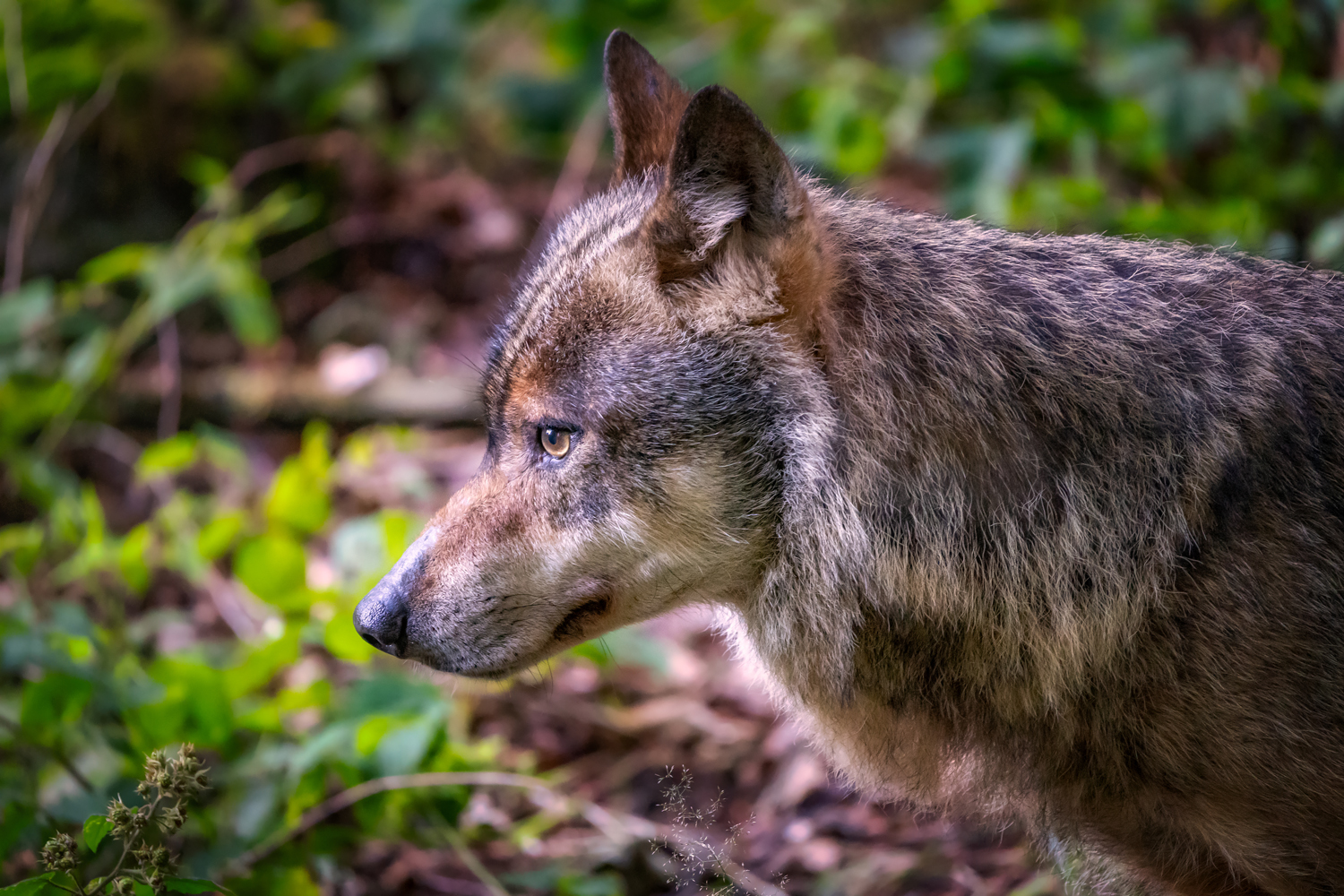 Wolf im Nationalpark Bayerischer Wald