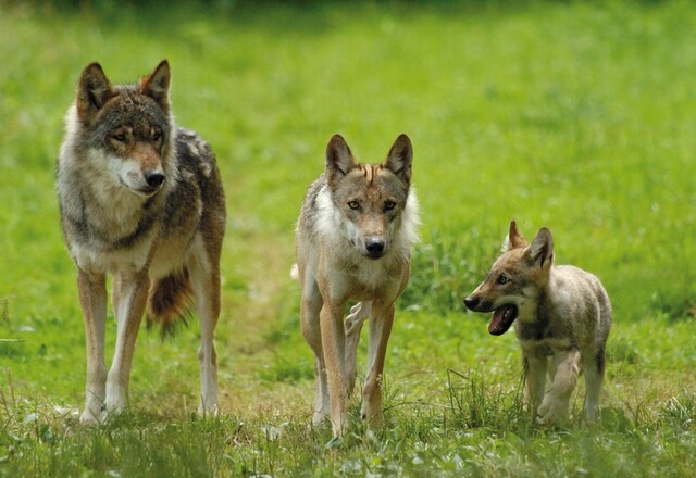 Eine Wolfsfamilie im Nationalpark Bayerischer Wald