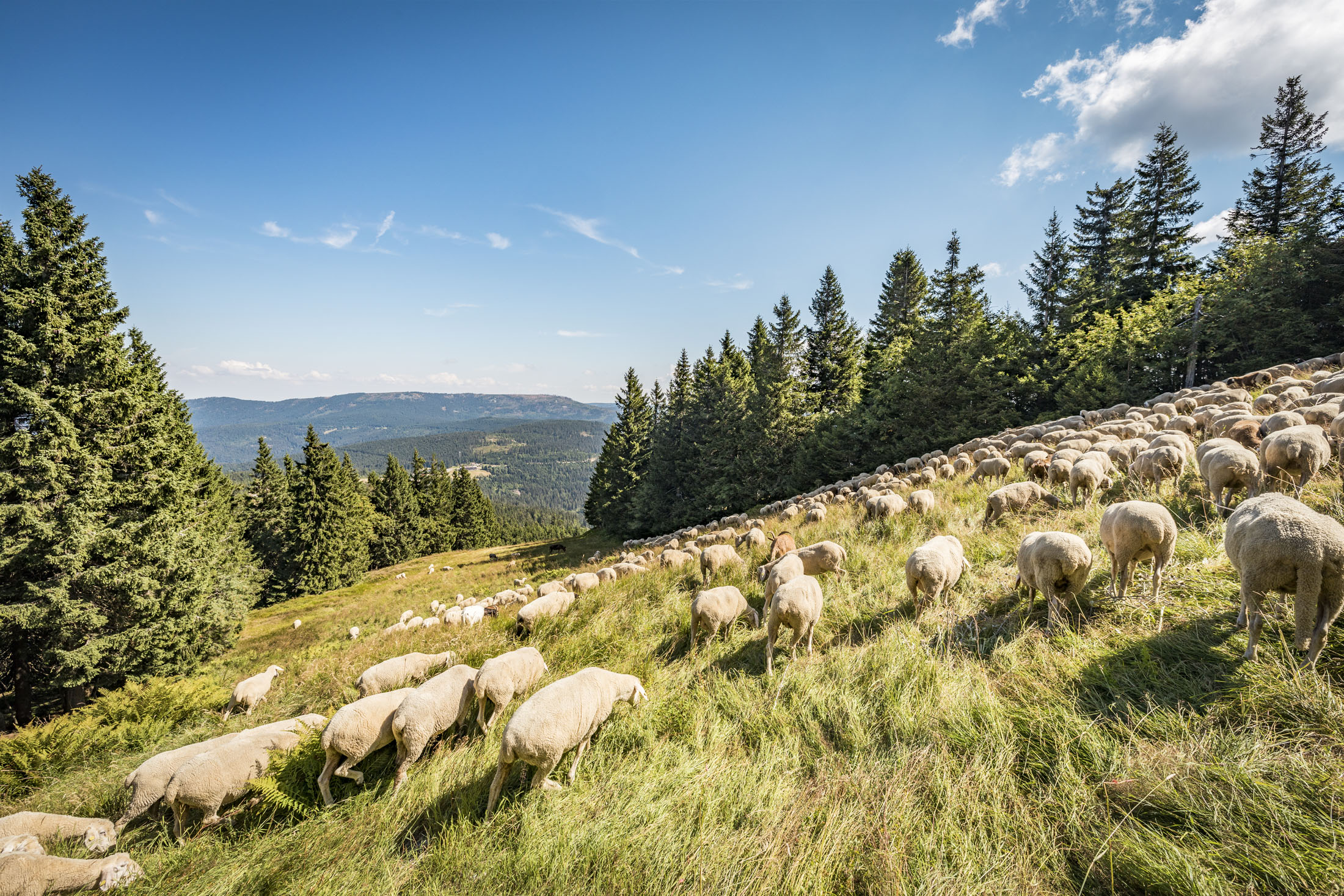 Jährlich weiden Schafe rund um den Großen Arber und fördern so nachhaltig die heimische Tier- und Pflanzenwelt