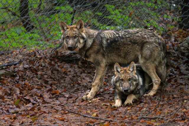 Über drei Wochen lang konnten sich die beiden jungen Wolfsrüden hinter den Kulissen des Tier-Freigeländes eingewöhnen. Nun durften sie ins große Hauptgehege.