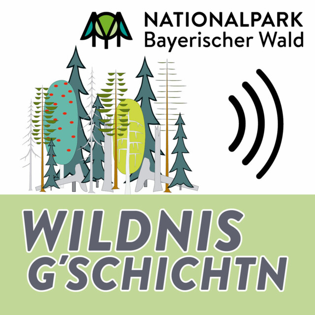 Ab sofort erscheint jeden ersten Freitag im Monat eine neue Folge des jüngsten Podcast-Formats des Nationalparks Bayerischer Wald, die Wildnis G’schichtn