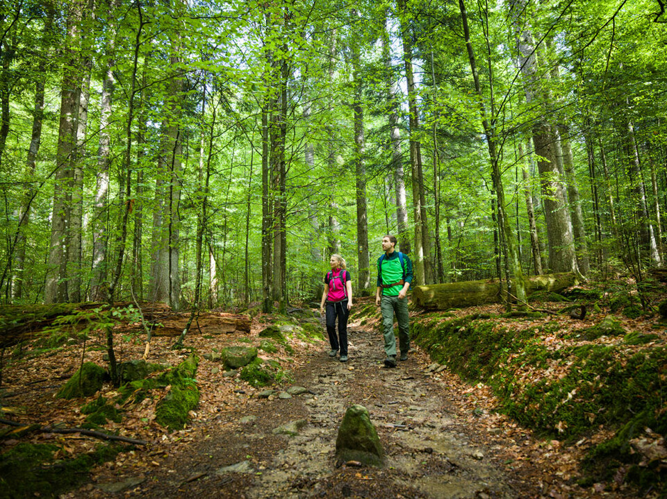 Bei den Wanderungen mit Religionspädagogin Susanne Keilhofer gibt’s besondere Einblicke in den Nationalparkwald.