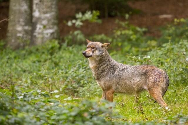 Wolf im Tierfreigelände Nationalpark Bayerischer Wald