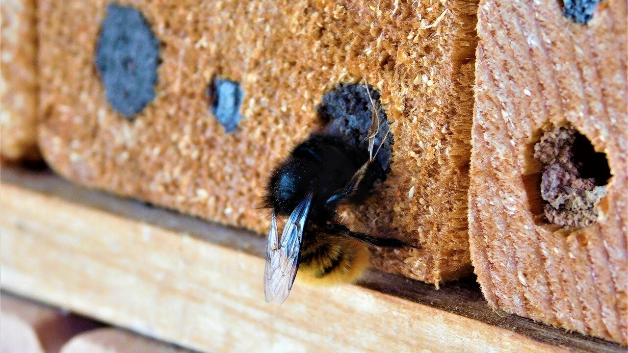 Ein Insektenhaus bietet vor allem Wildbienen und Hummeln ein Zuhause.