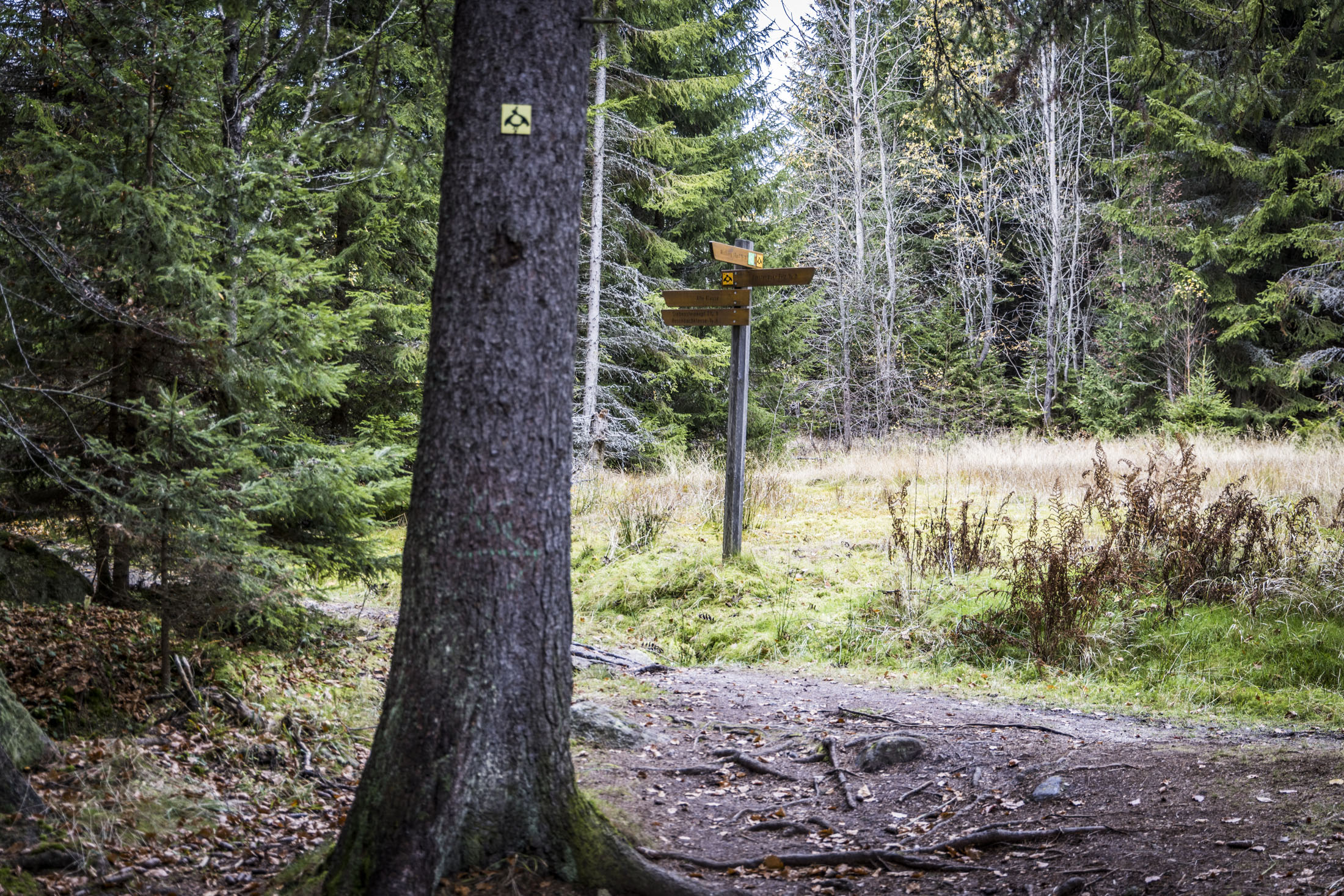 Wanderung durch den Urwald im Nationalpark Bayerischer Wald