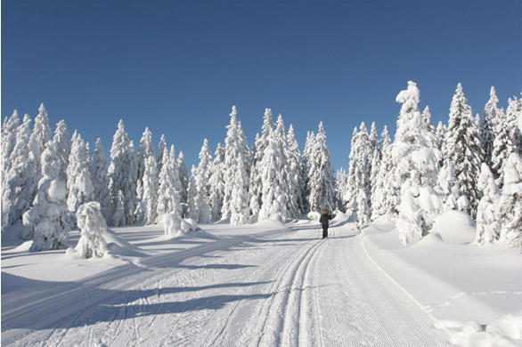 Wintertraum in den Loipen im Langlaufzentrum Lohberg-Scheiben in der Urlaubsregion Naturpark Oberer Bayerischer Wald