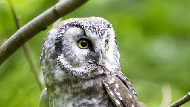 Im Nationalpark Bayerischer Wald kann man mehr über die heimischen Vogelarten erfahren