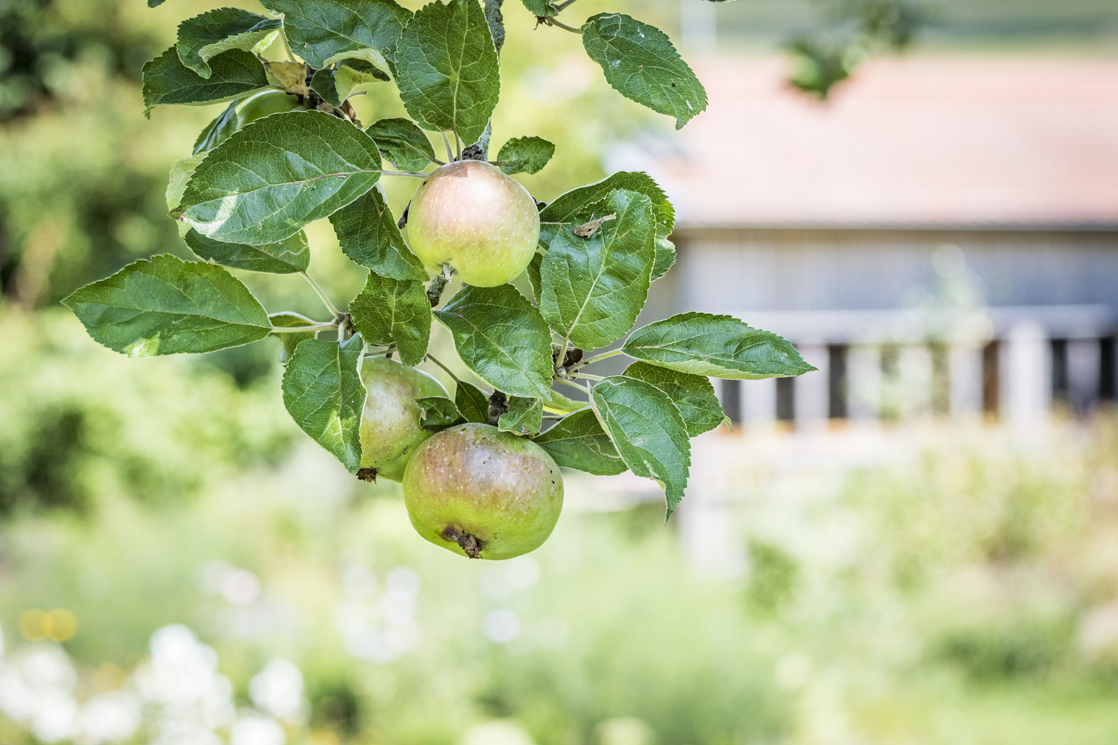 Alte Apfelsorten gedeihen im Klostergarten Neukirchen