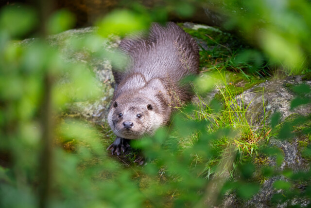 Otter im Nationalpark Bayerischer Wald
