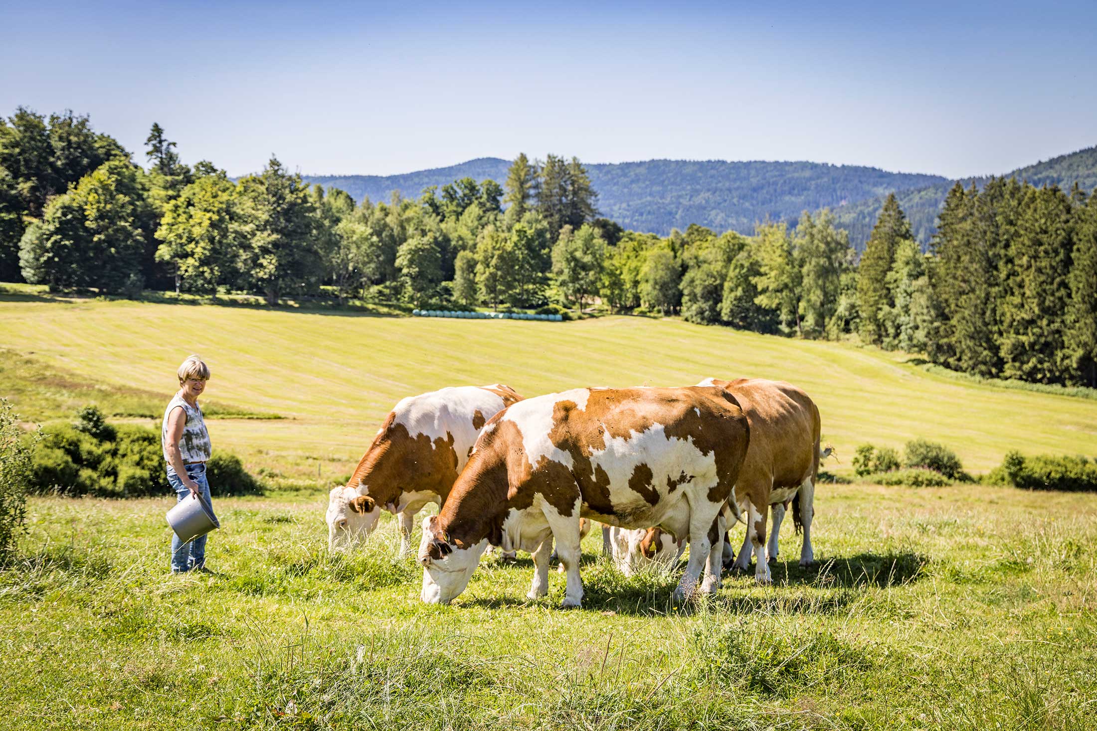 Bio-Milch von gesunden Kühen aus dem Bayerischen Wald