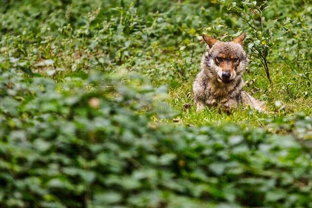 Wolf im Tierfreigelände Nationalpark Bayerischer Wald